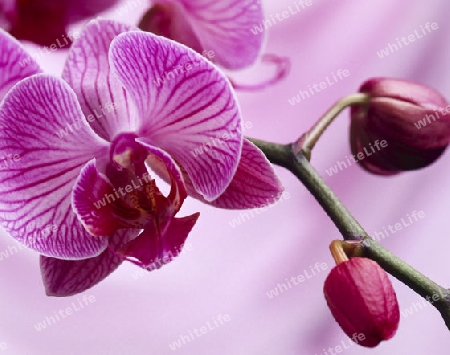 orchidee