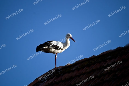 Storch am Abend