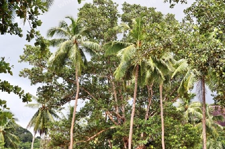 Beautiful palm trees at the beach on the tropical paradise islands Seychelles