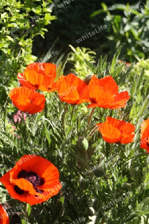 Roter Mohn