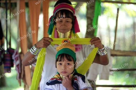 Eine Traditionell gekleidete Langhals Frau eines Paudang Stammes aus Burma lebt in einem Dorf noerdlich von Chiang Mai in Nord Thailand.