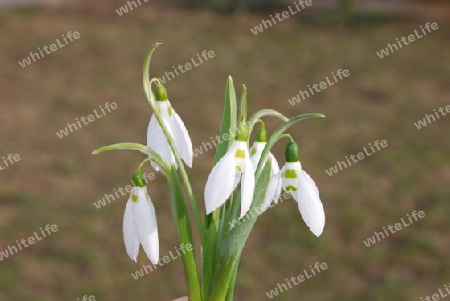 Snowdrops,nivalis