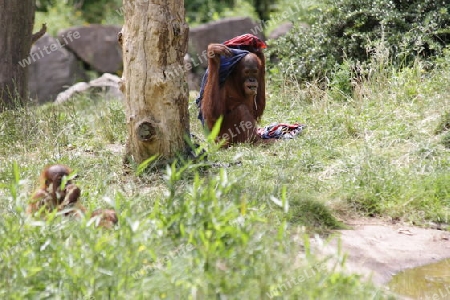 Orang Utan - Pongo pygmaeus