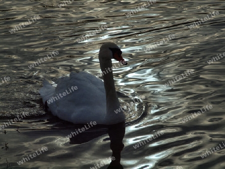 Schwan gleitet ber den morgendlichen See