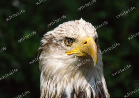 Wei?kopfseeadler