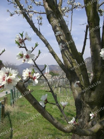 Wachau im Fr?hling D?rnstein