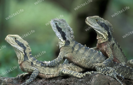 Gruene Drachen Echsen in einem Tierpark von Singapur in Suedostasien.