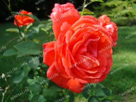 rote Rose, M?hlhausen, Th?ringen