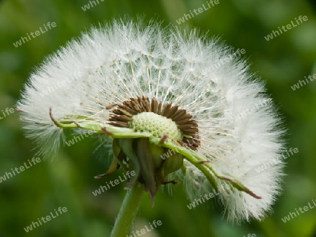 pusteblume