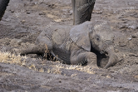 Afrikanische Elefanten (Loxodonta africana), Familie , Masai Mara, Kenia, Afrika