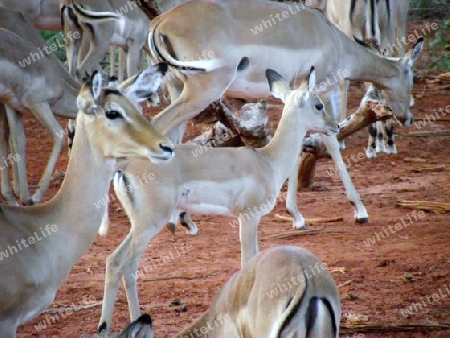 Impala, Antilope, Herde, in, Tsavo, West, Kenya, Kenia, Afrika