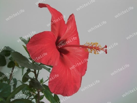 Hibiskusbluete 3