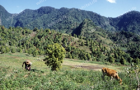 the mountain Landscape on the Island of Anjouan on the Comoros Ilands in the Indian Ocean in Africa.   