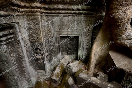 The Temple of  Ta Prohm in the Temple City of Angkor near the City of Siem Riep in the west of Cambodia.