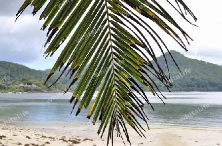 Beautiful palm trees at the beach on the tropical paradise islands Seychelles