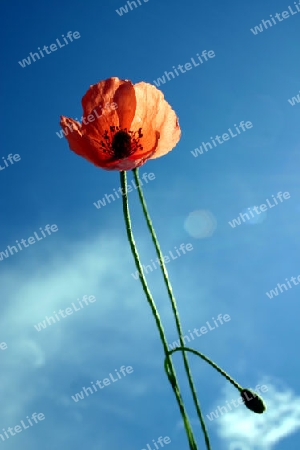 Mohn