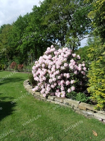 Blumen im Garten