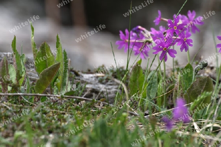 Mehlprimel, Primula farinosa