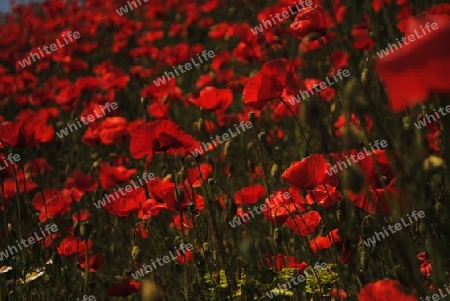 Roter Mohn