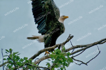 Weisskopf Adler