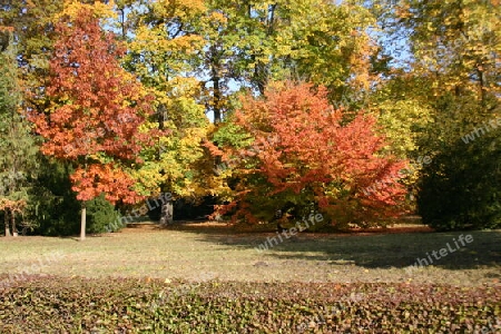 Herbst im Neuen Garten von Potsdam