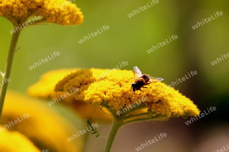 Biene auf Blume