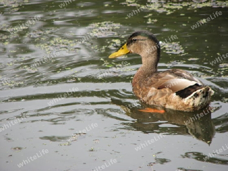 Ente im Wasser