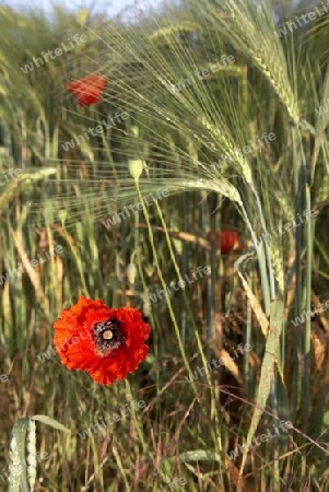 Mohn_2