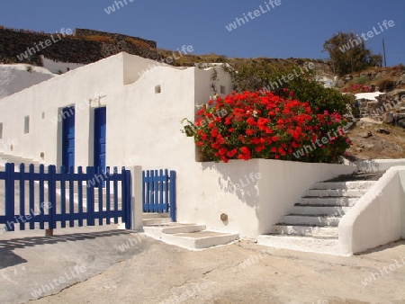 Blumen an einem Haus auf Santorin