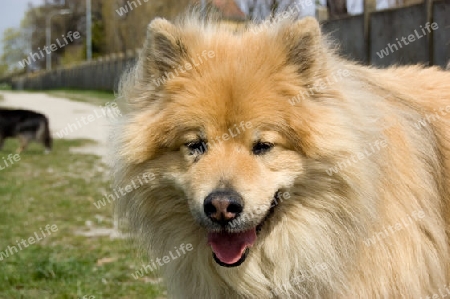 Eurasier