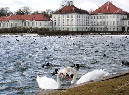 Schw?ne am Schloss Nymphenburg