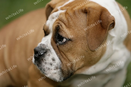 continental Bulldog Welpe