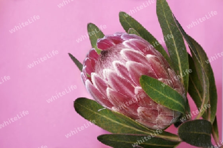 PROTEA (Bearded Sugarbush)