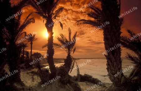 Afrika, Tunesien. Jerba
Ein Strand auf der Insel Jerba im sueden von Tunesien. (URS FLUEELER)






