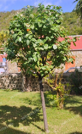 Scharlach-Kordie - Cordia sebestena