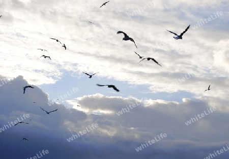 many flying seagulls 