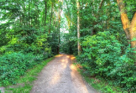 Beautiful view into a dense green forest with bright sunlight casting deep shadow.