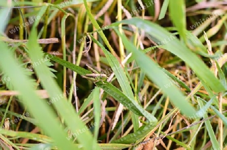 Heuschrecke - Grille im Gras