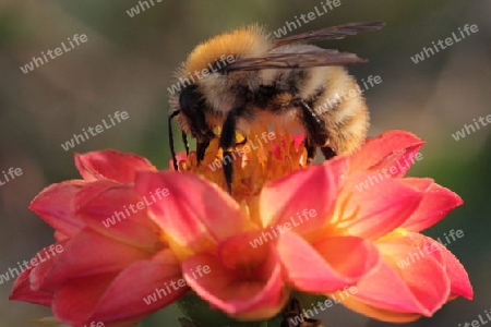 Hummel auf Blume