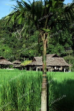 Die Landschaft mit einem Reisfeld beim Dof Chiang Dao noerdlich von Chiang Mai im Norden von Thailand.  