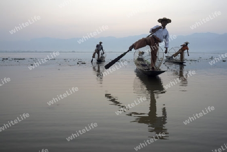 Fishermen at sunrise in the Landscape on the Inle Lake in the Shan State in the east of Myanmar in Southeastasia.