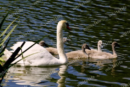 schwan mit nachwuchs