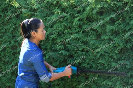 to cut a hedge in the garden