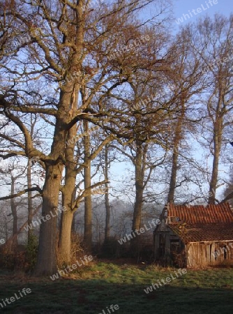 Mein zauberhafter Wald