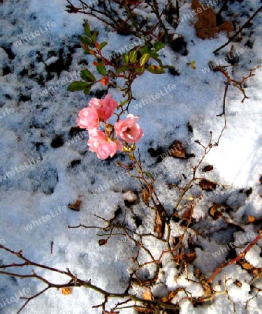 Rose im Schnee