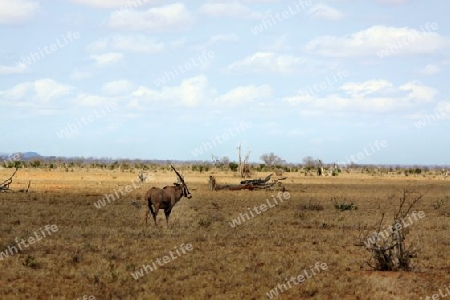 Safari