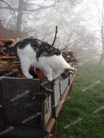 Katze auf H?nger