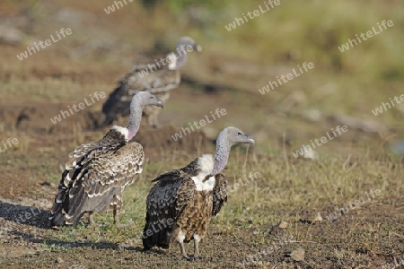 Sperbergeier (Gyps rueppellii) am freuhen Morgen, Masai Mara Kenia Afrika