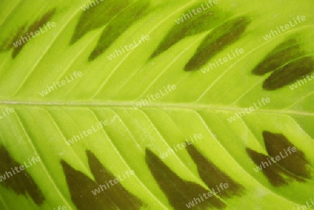 Structure of a leaf