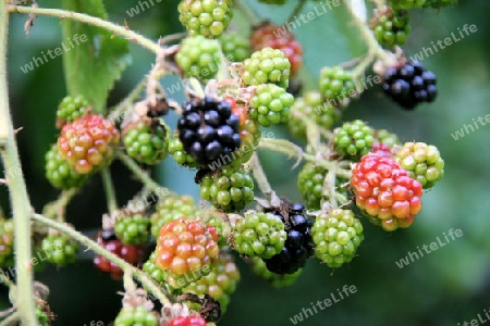 Beeren